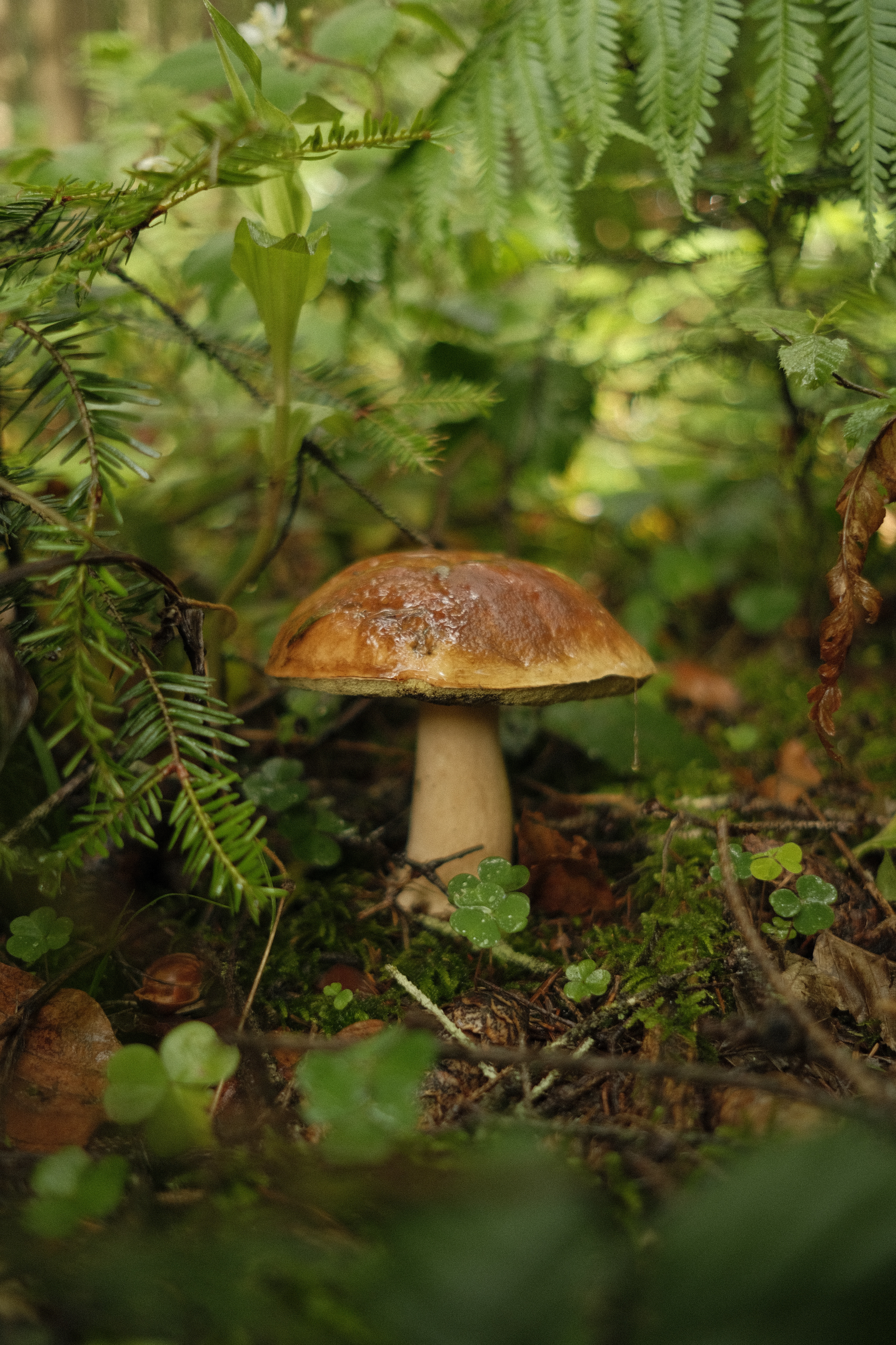Wild mushroom growing among ferns on the forest floor