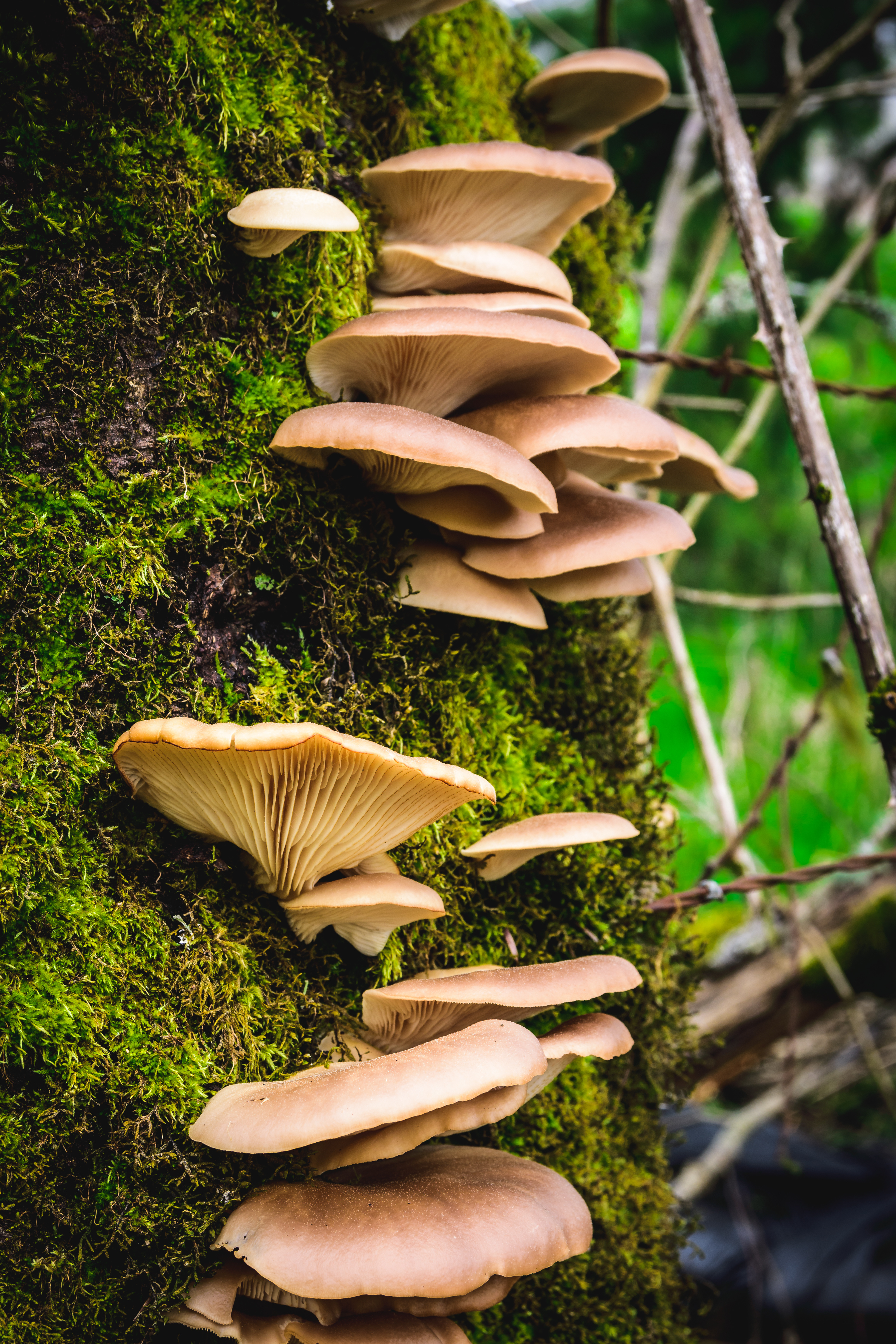 Wild mushrooms growing on a mossy tree trunk in a lush forest