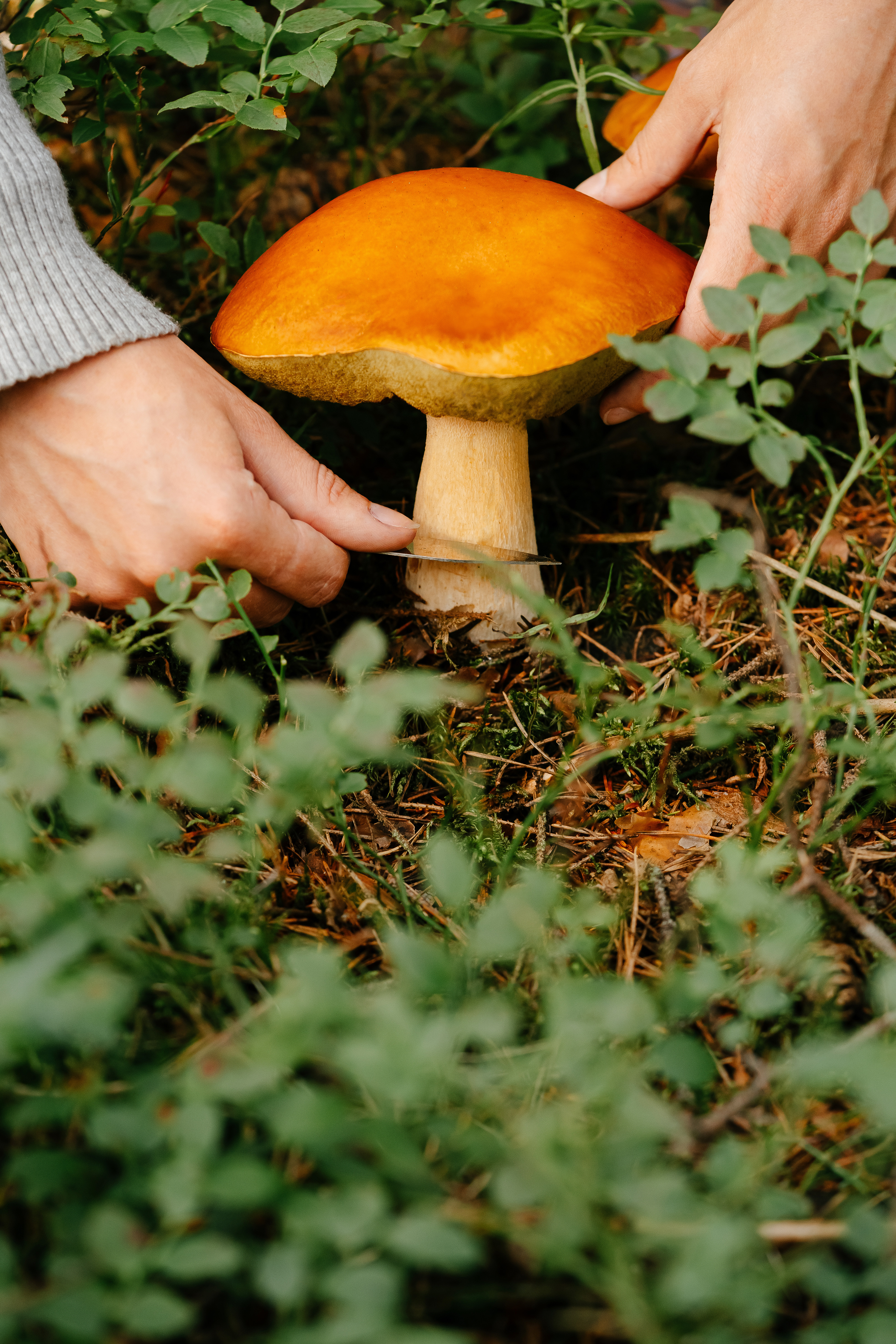 Hands carefully picking a wild mushroom from the forest floor